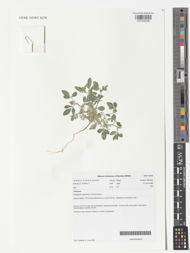 Indigastrum guerranum
