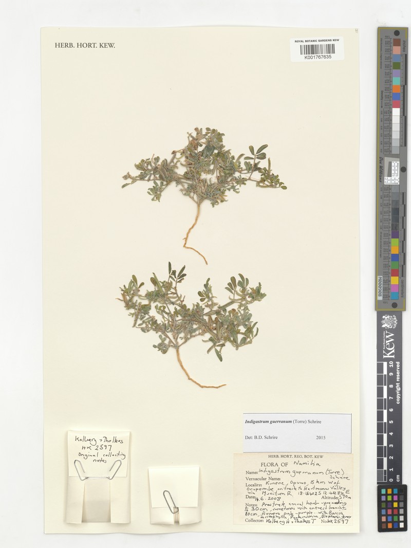 Indigastrum guerranum photo 2