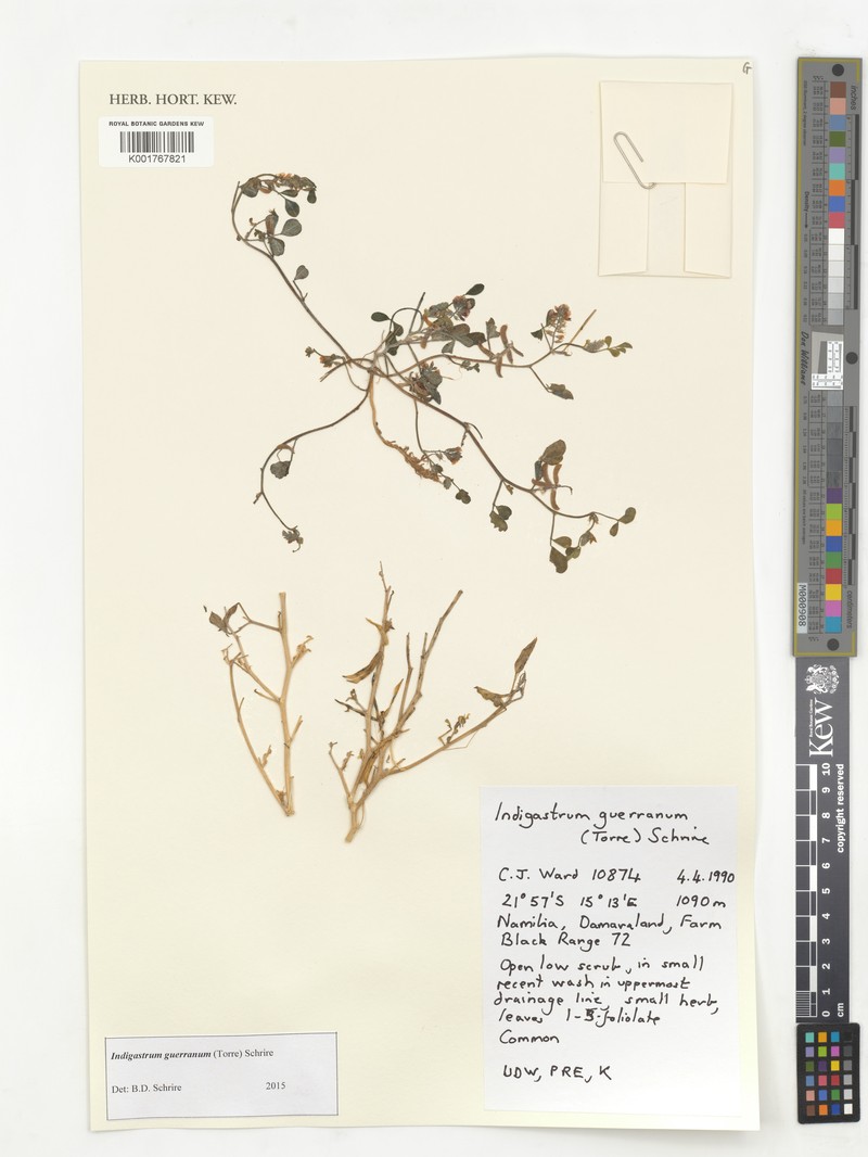 Indigastrum guerranum photo 3