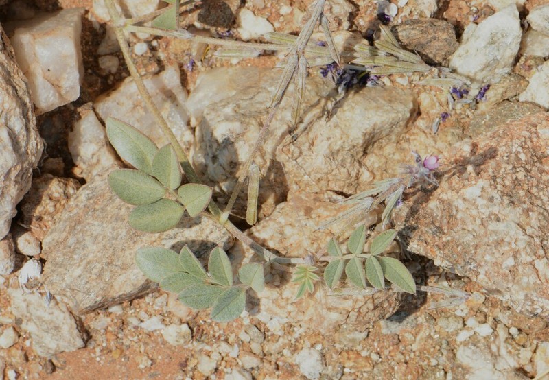 Indigastrum niveum photo 8