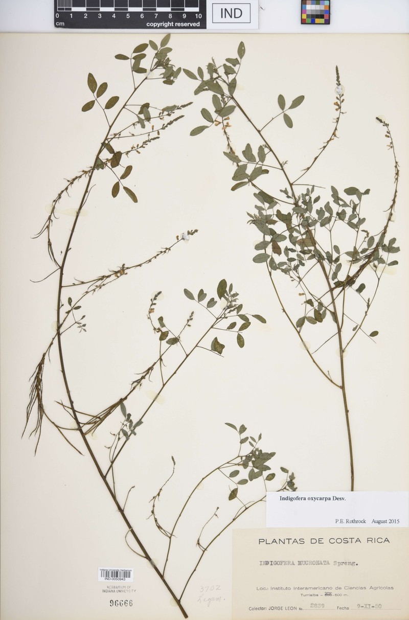 Indigastrum parviflorum subsp. parviflorum