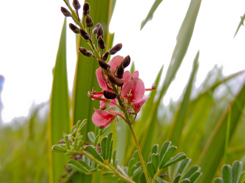 Indigofera abbottii