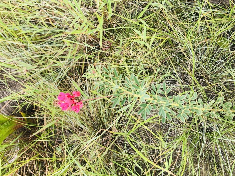 Indigofera abbottii photo 2