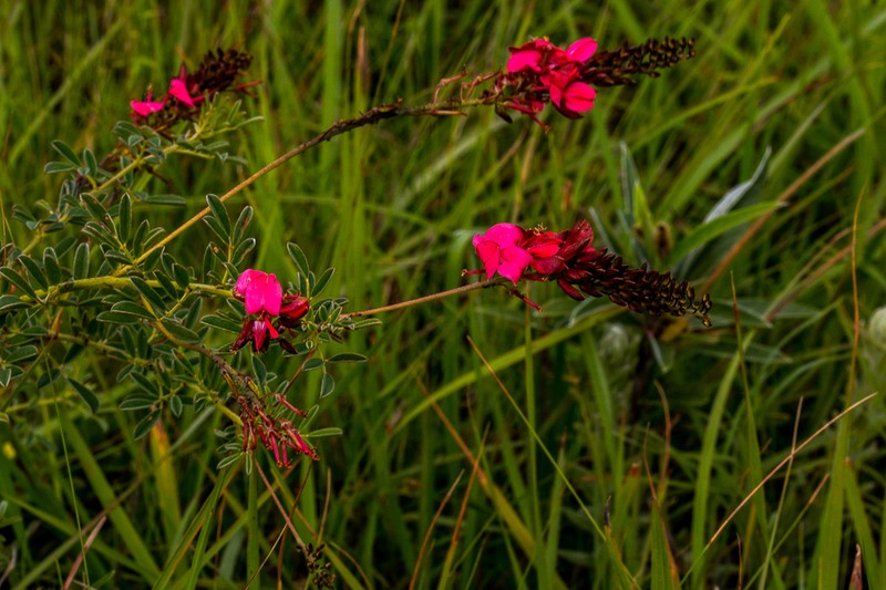 Indigofera abbottii photo 3