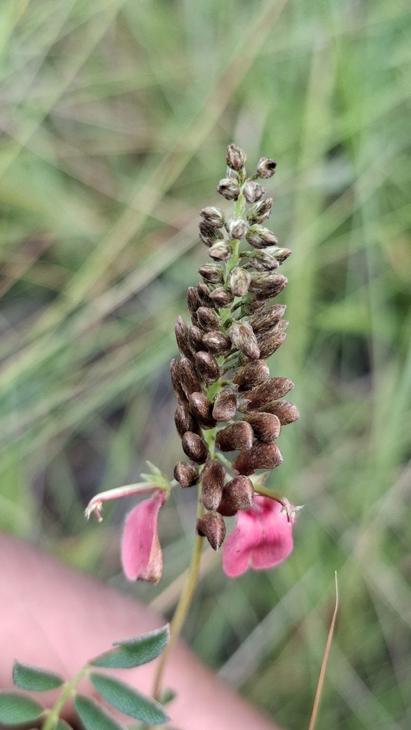 Indigofera abbottii photo 4