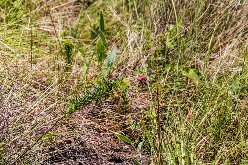 Indigofera abbottii photo 5