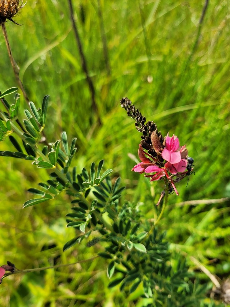 Indigofera abbottii photo 6