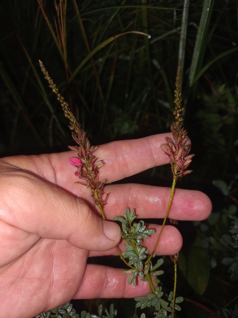 Indigofera abbottii photo 7