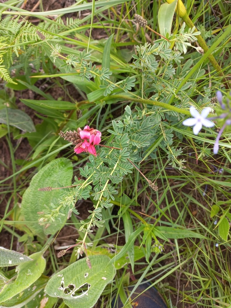 Indigofera abbottii photo 8