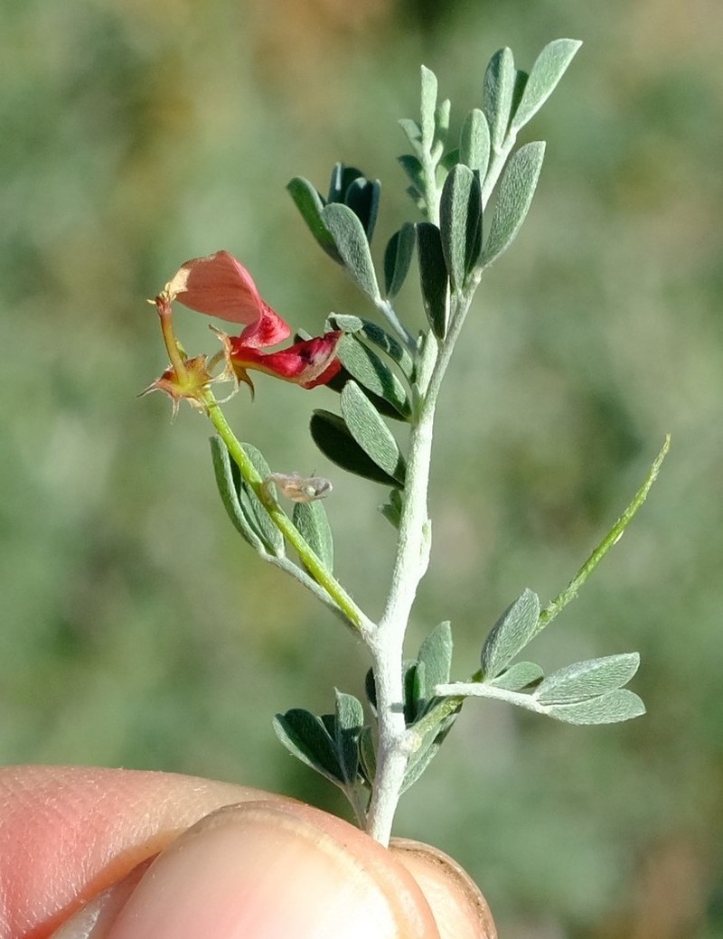 Indigofera acanthoclada