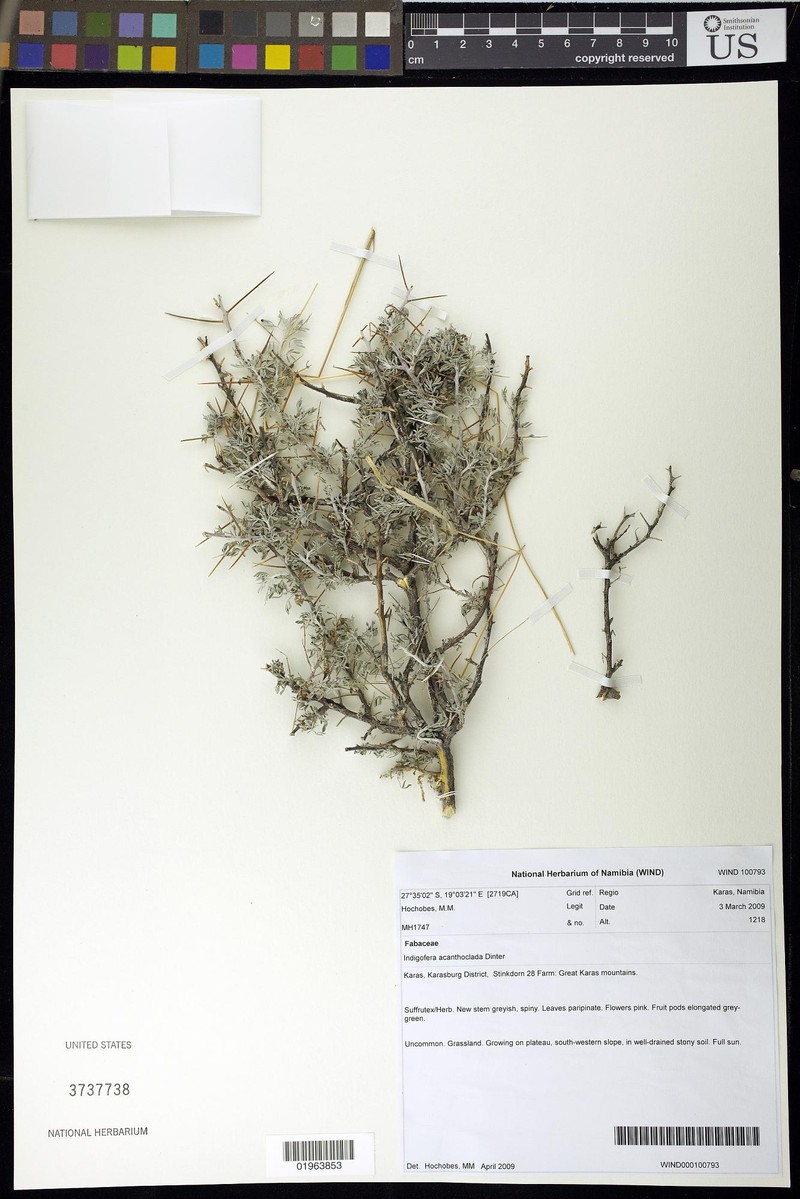 Indigofera acanthoclada photo 3