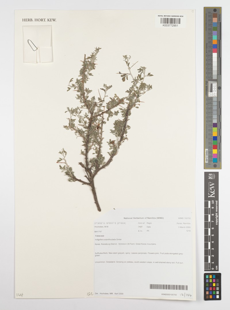 Indigofera acanthoclada photo 4