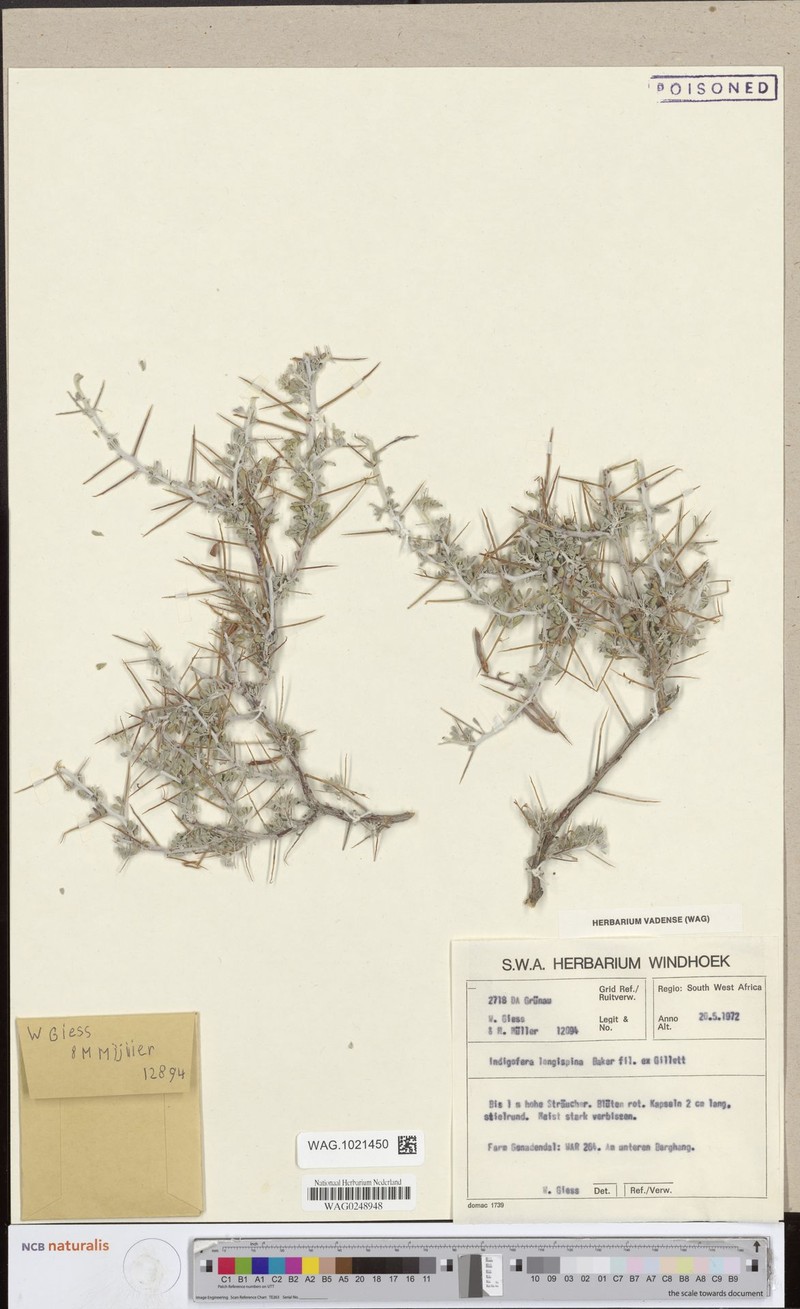 Indigofera acanthoclada photo 5