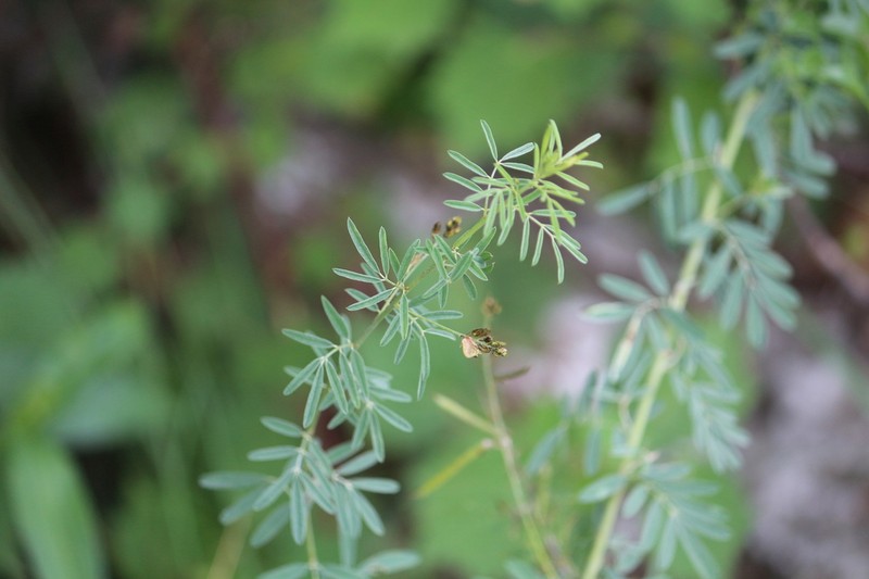 Indigofera acutisepala