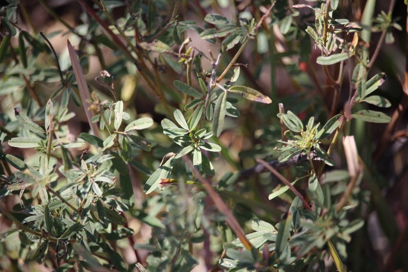 Indigofera acutisepala photo 2