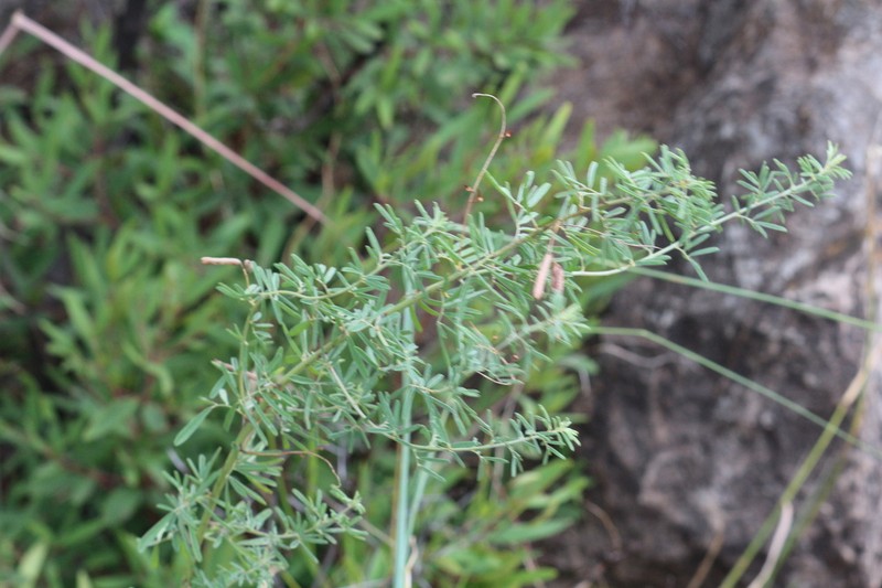 Indigofera acutisepala photo 5