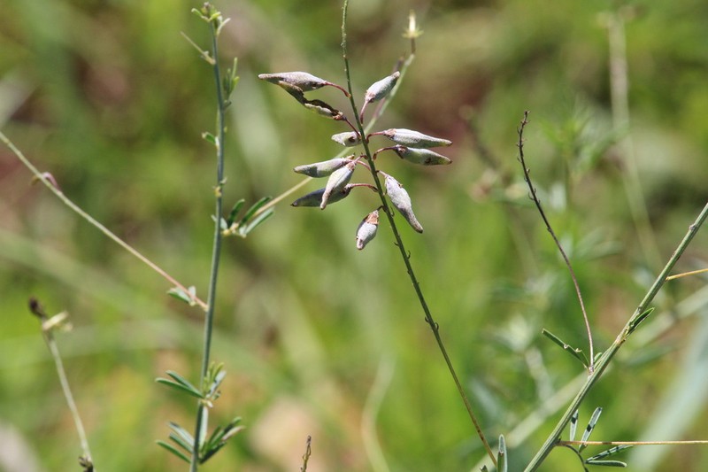Indigofera acutisepala photo 6