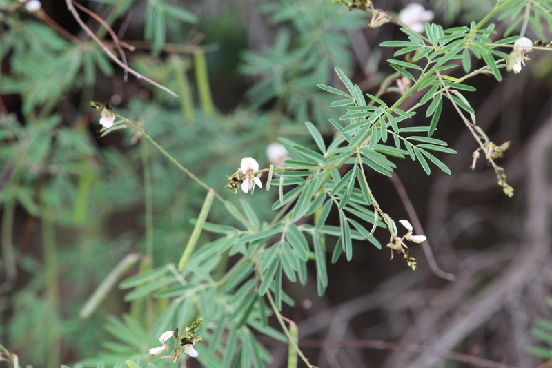 Indigofera acutisepala photo 7