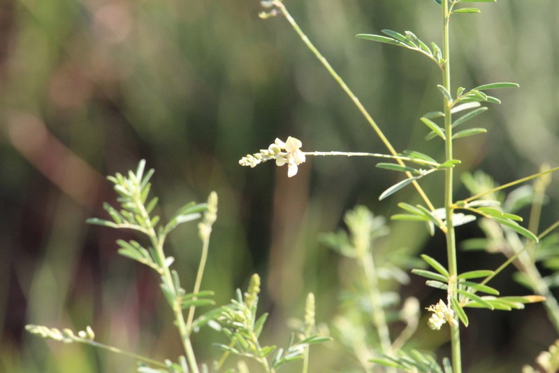 Indigofera acutisepala photo 8