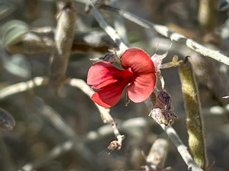 Indigofera adenocarpa