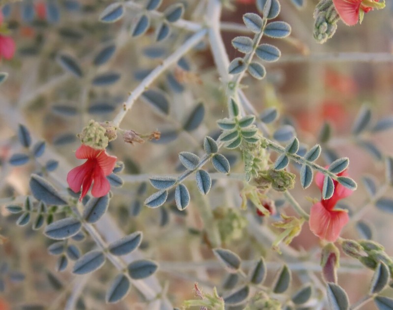Indigofera adenocarpa photo 2