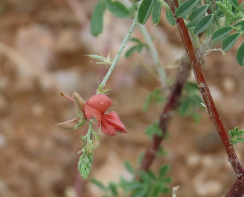 Indigofera adenocarpa photo 3