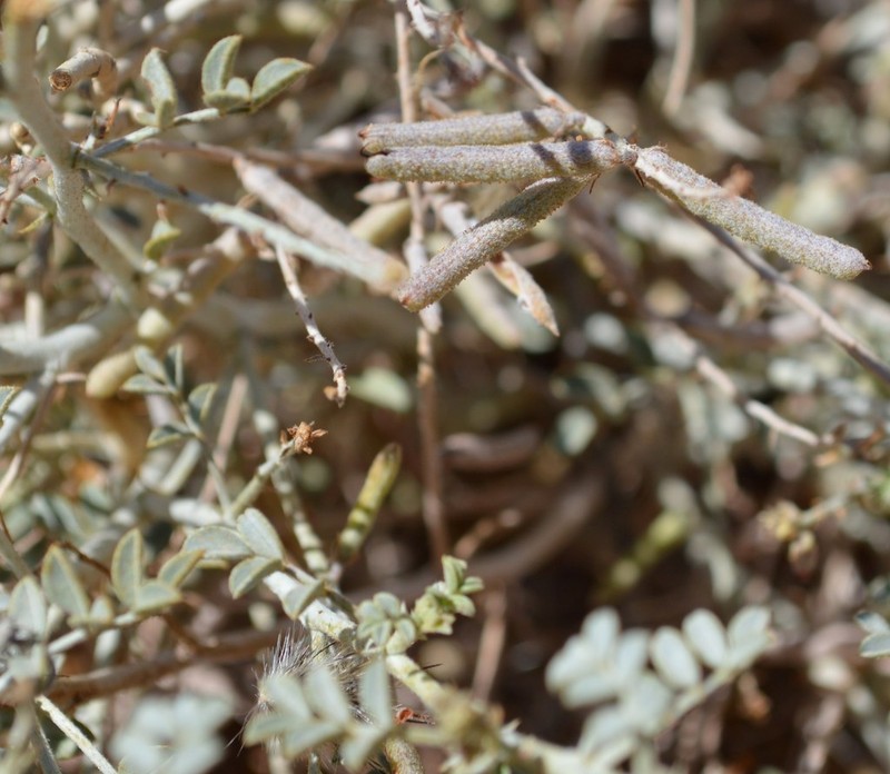 Indigofera adenocarpa photo 4