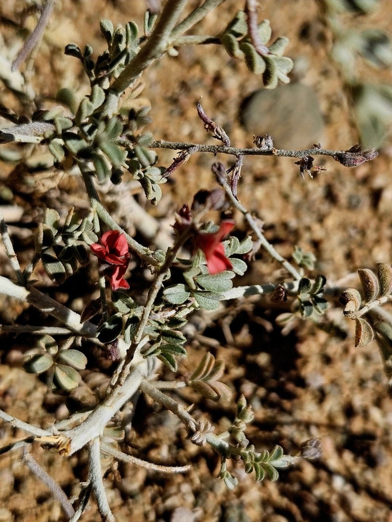 Indigofera adenocarpa photo 5