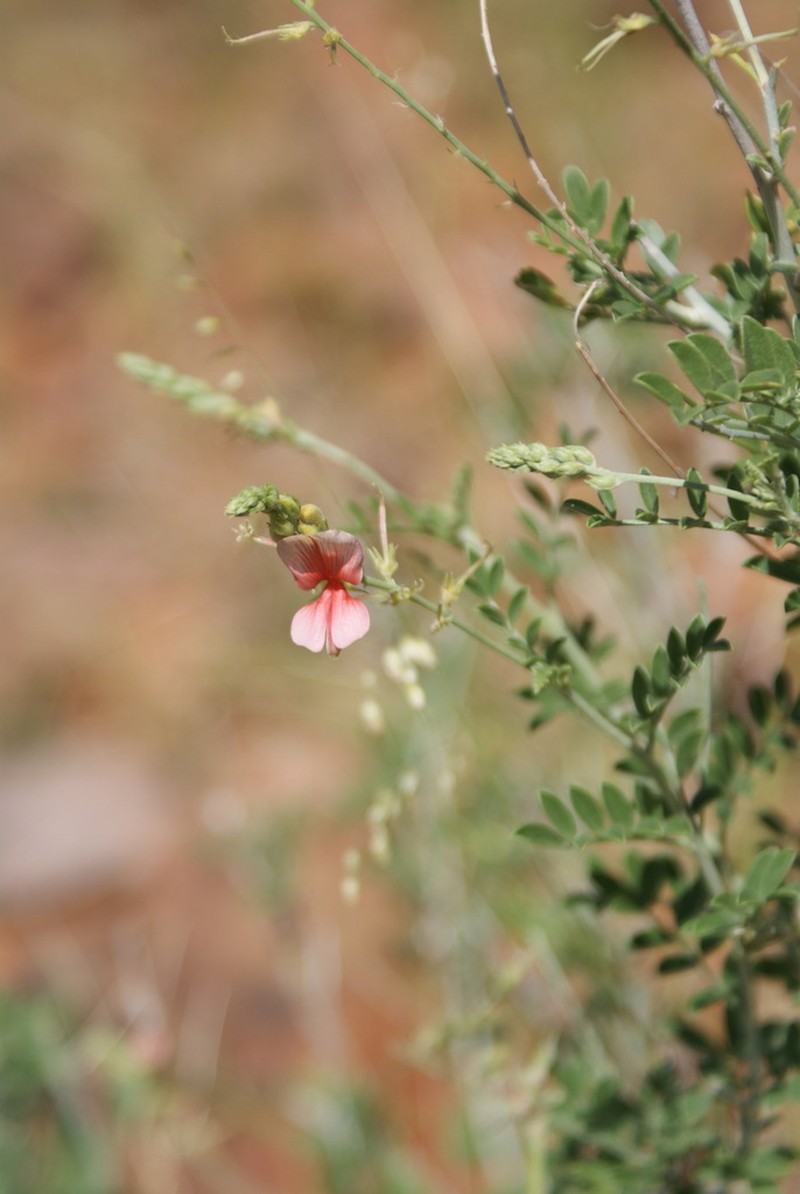 Indigofera adenocarpa photo 6