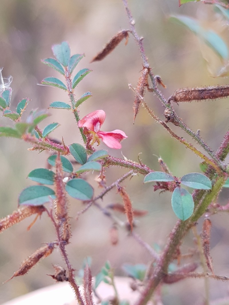 Indigofera adenoides photo 2