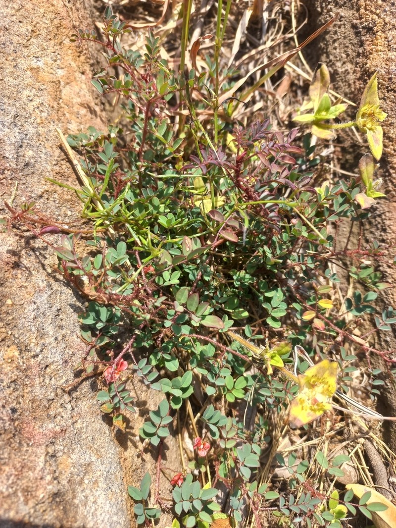 Indigofera adenoides photo 3