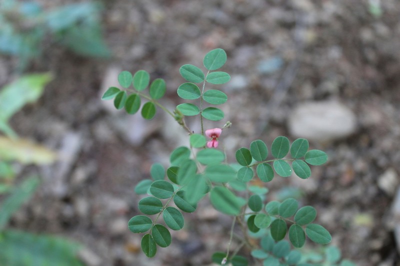 Indigofera adenoides photo 4