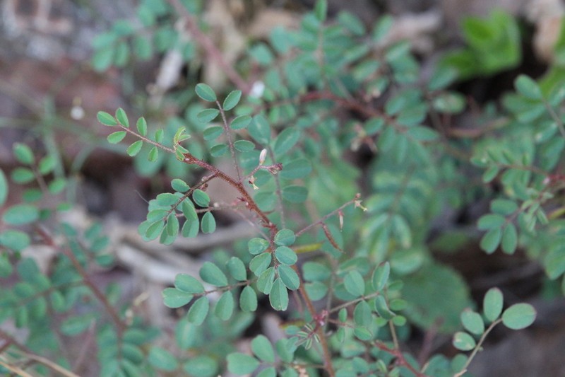 Indigofera adenoides photo 5