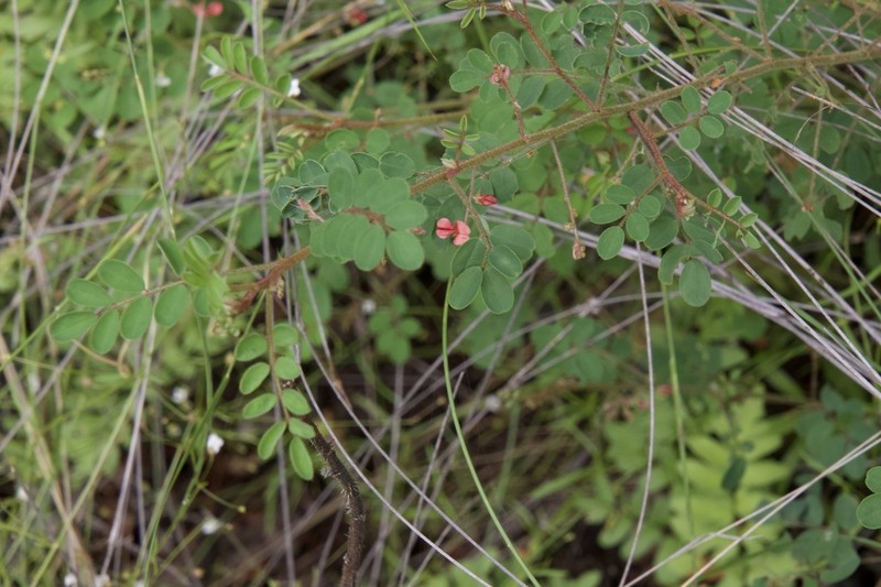 Indigofera adenoides photo 6