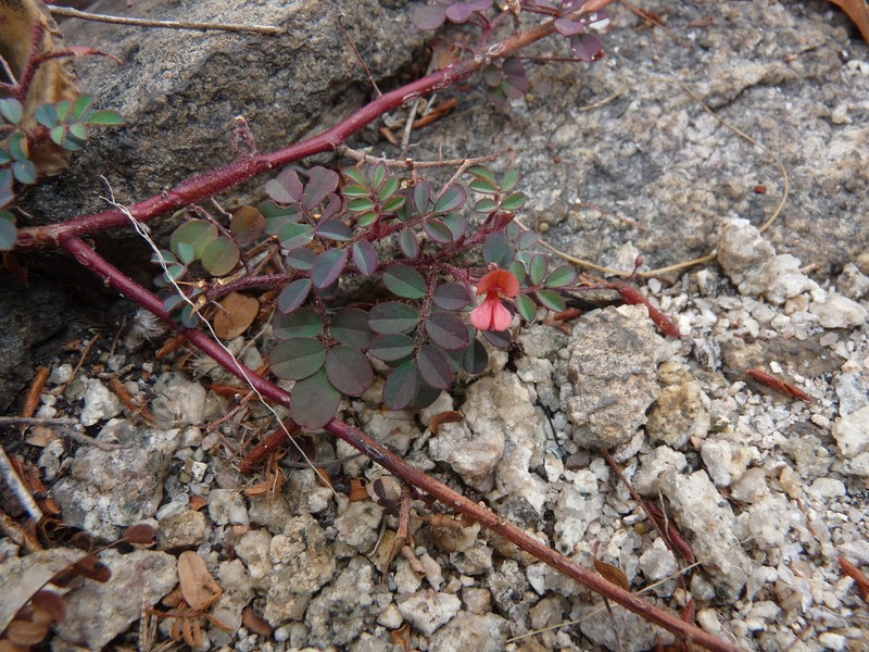 Indigofera adenoides photo 7