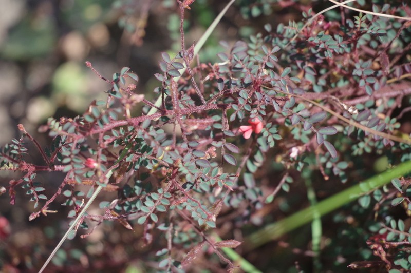 Indigofera adenoides photo 8
