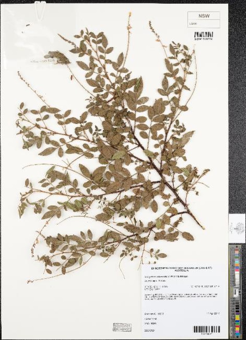 Indigofera adenotricha