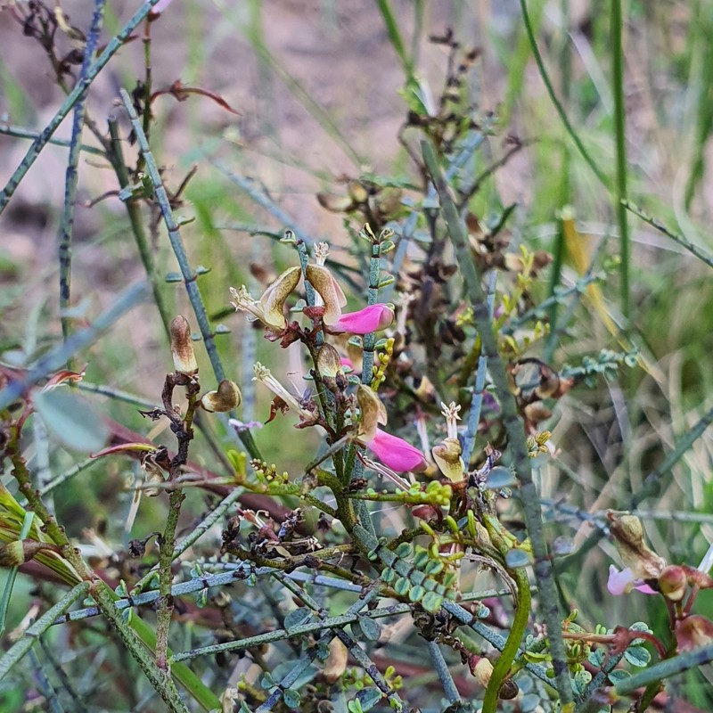 Indigofera adesmiifolia