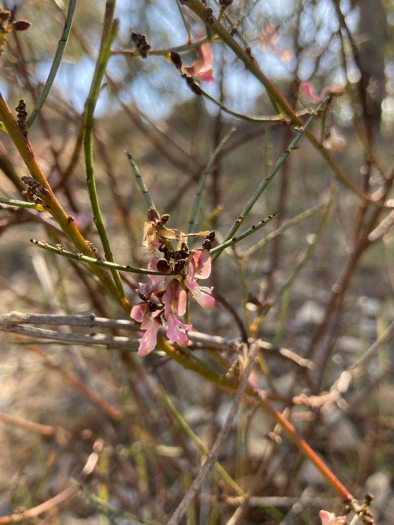Indigofera adesmiifolia photo 2