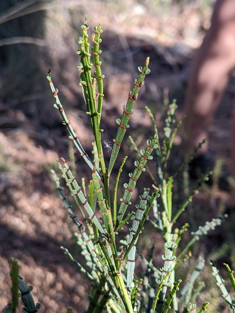 Indigofera adesmiifolia photo 3