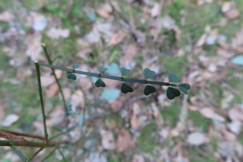 Indigofera adesmiifolia photo 4