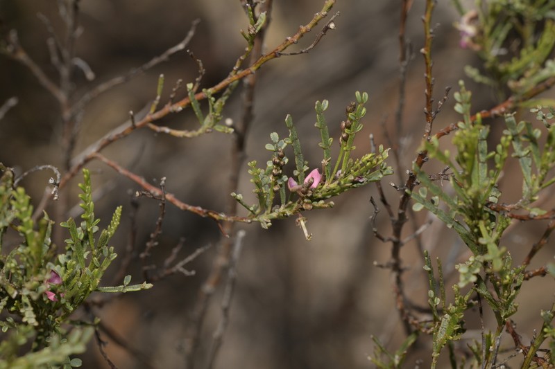 Indigofera adesmiifolia photo 5