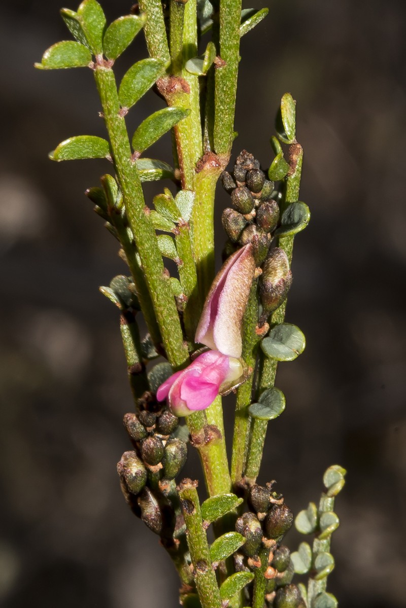 Indigofera adesmiifolia photo 6