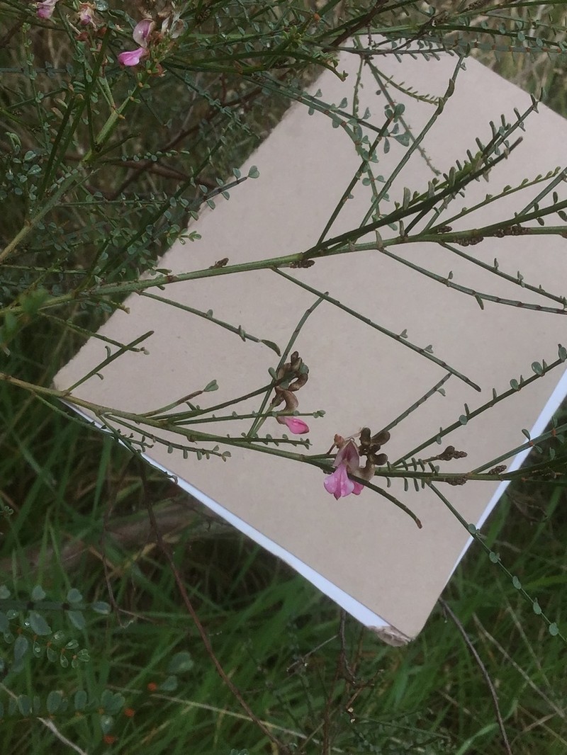 Indigofera adesmiifolia photo 7