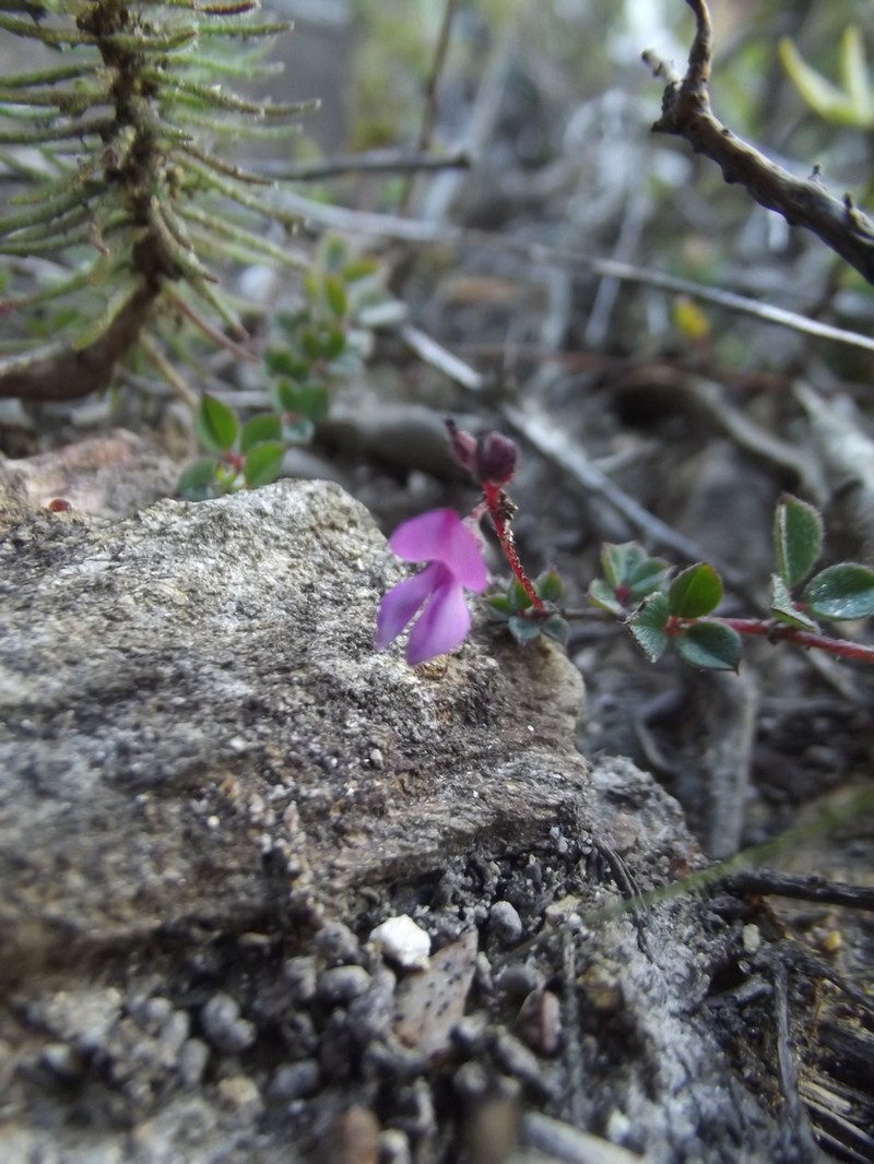 Indigofera alopecuroides
