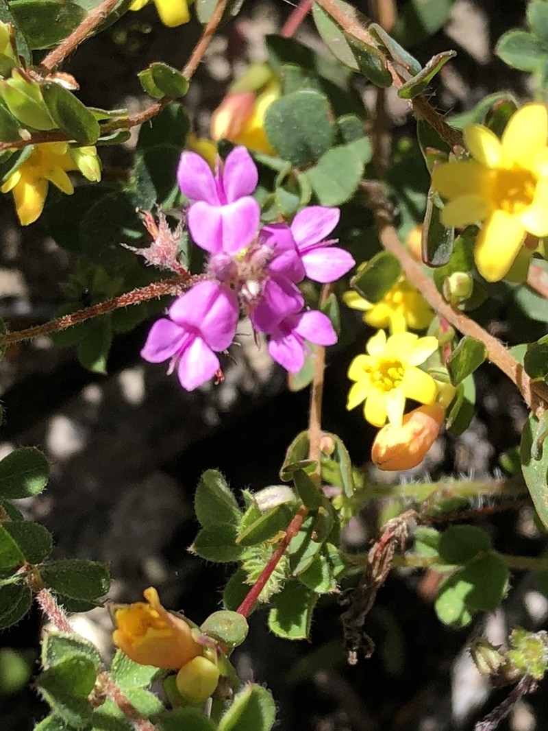 Indigofera alopecuroides photo 2