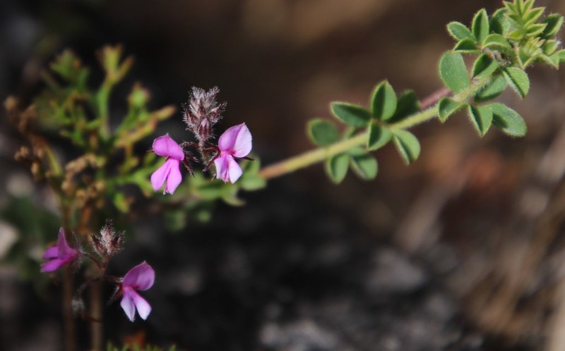 Indigofera alopecuroides photo 4