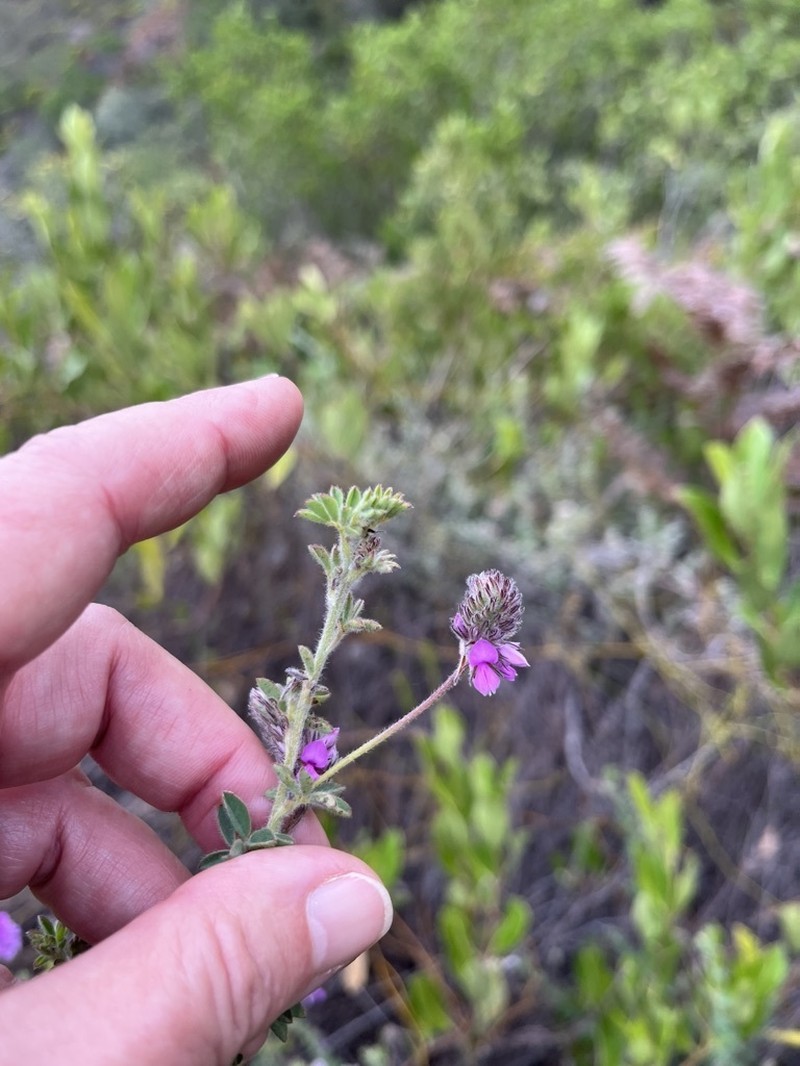 Indigofera alopecuroides photo 5