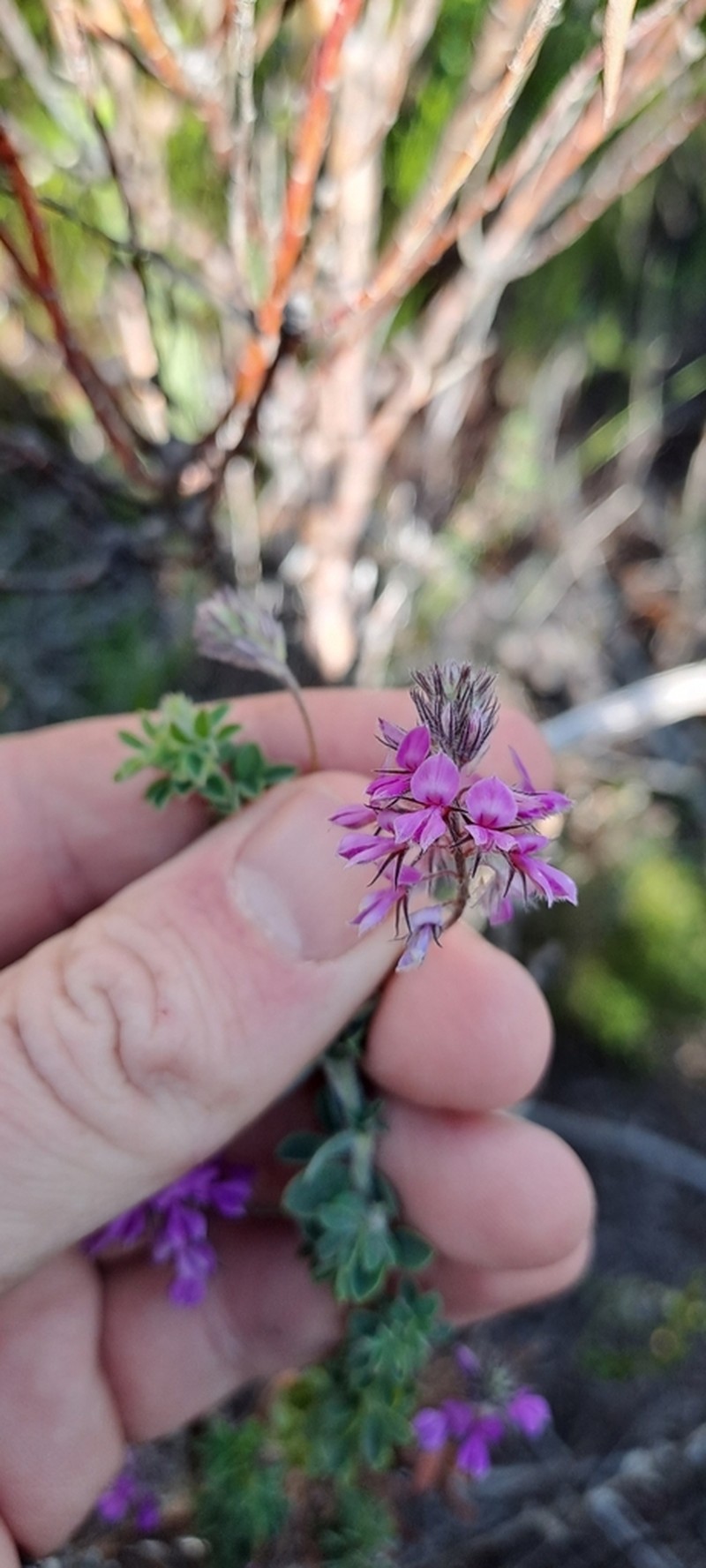 Indigofera alopecuroides photo 6