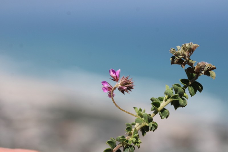 Indigofera alopecuroides photo 7
